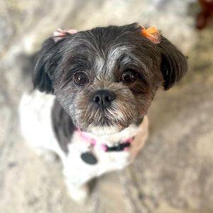 Meet your Posher, Kim